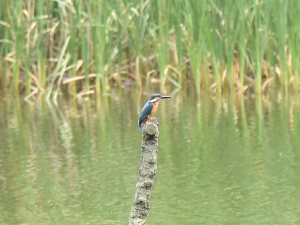 カワセミへの挑戦No.1