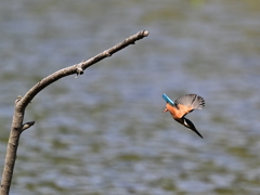 カワセミ飛び込む
