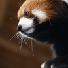 レッサーパンダ