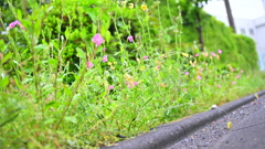 雨上がりの小道