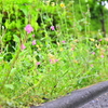 雨上がりの小道