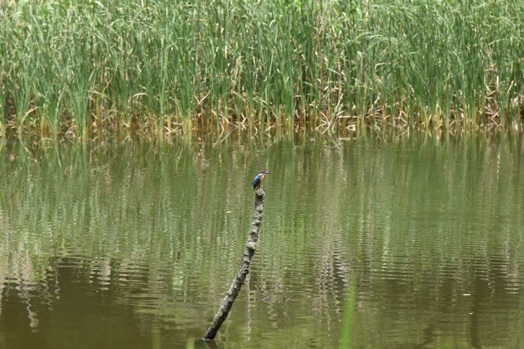 カワセミへの挑戦No.1