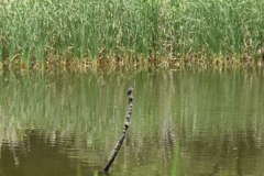 カワセミへの挑戦No.1