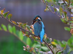 カワセミ-20251206