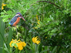 カワセミ♀