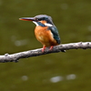 カワセミ♀