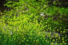 菜の花