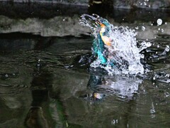 カワセミ20251227