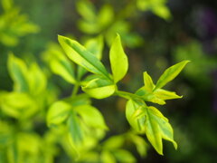 P6140851緑 