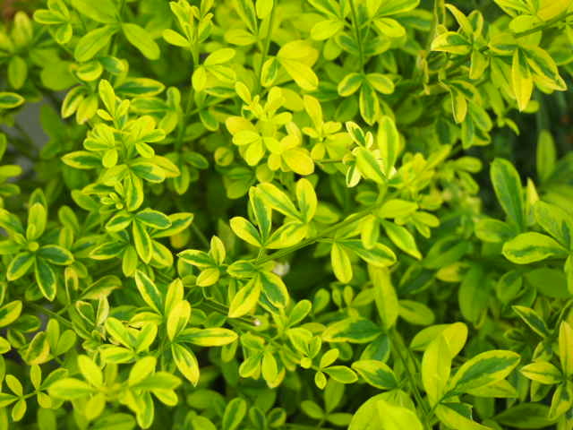 P6095097