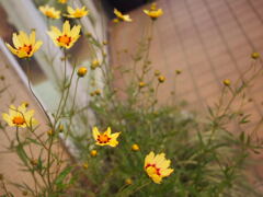 P6200921夕暮れの花