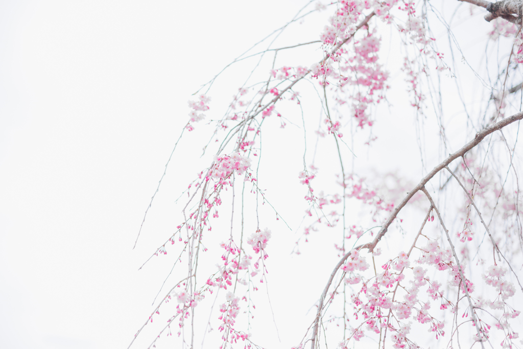 花を待つ