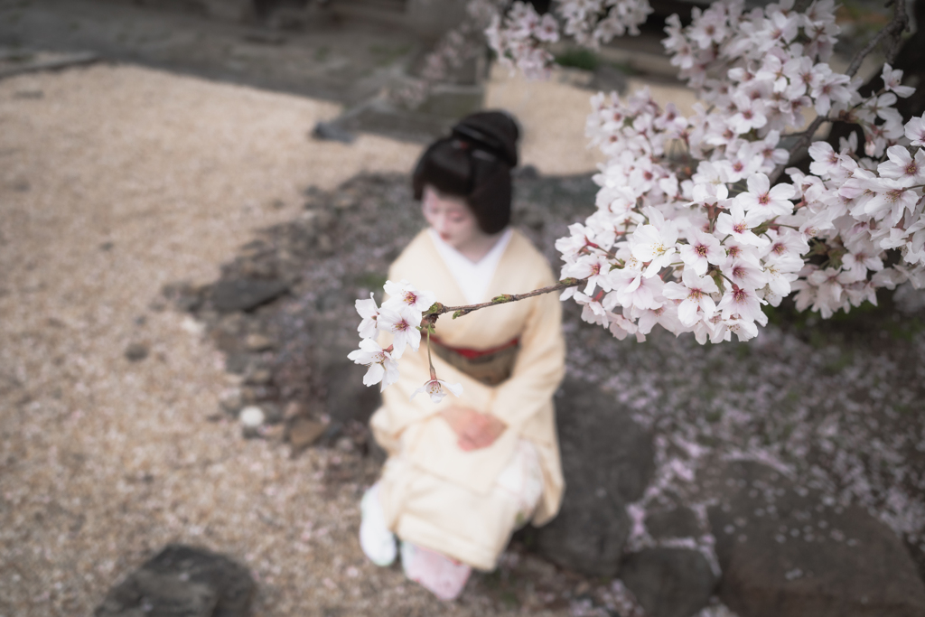 花曇りの日に