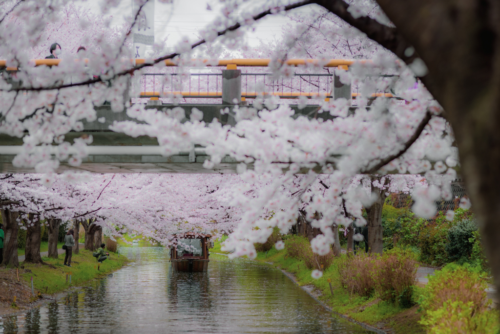 桜雨の川