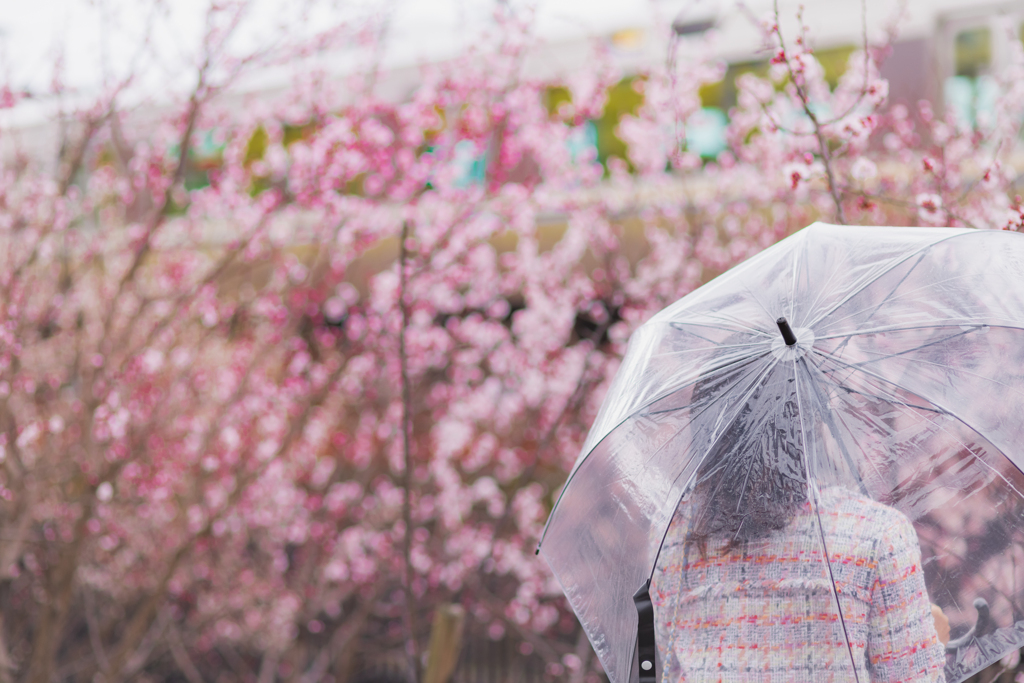 春雨と惜梅