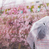 春雨と惜梅