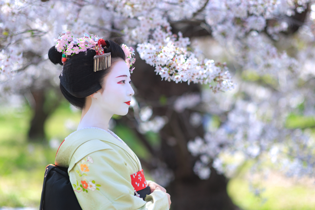 桜花の木陰