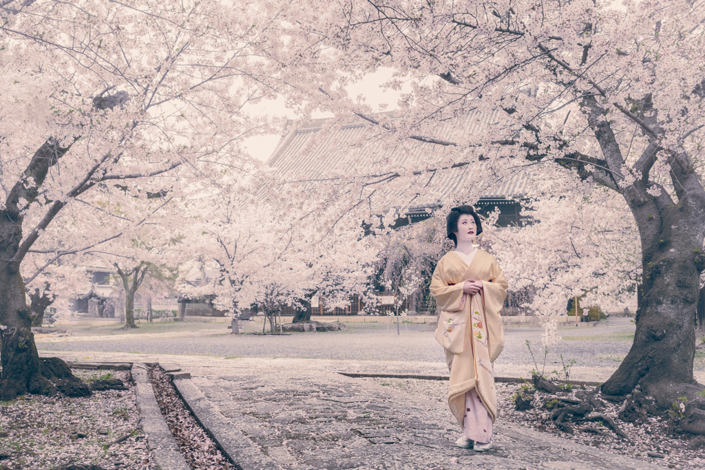 桜絵巻