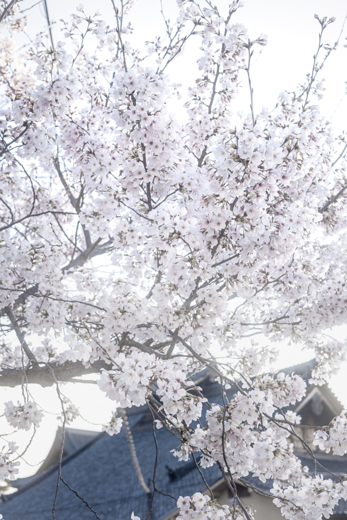 花霞