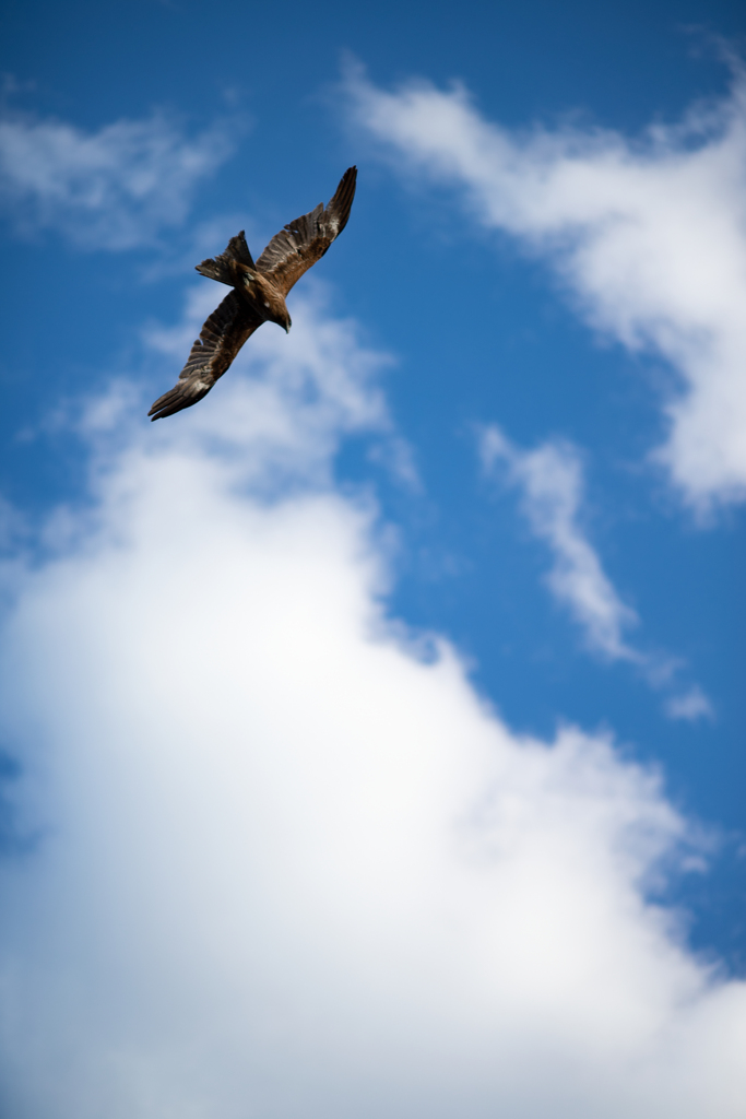 鳥を見た日 Photo by K