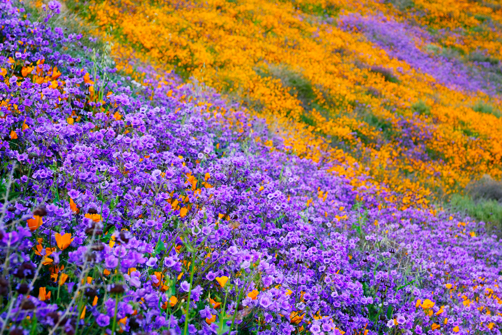 カリフォルニアの花　Walker Canyon-Poppy