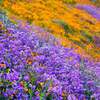 カリフォルニアの花　Walker Canyon-Poppy