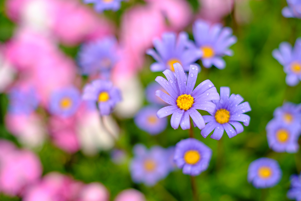 雨上がりの花