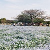 2022花見　フィルム写真