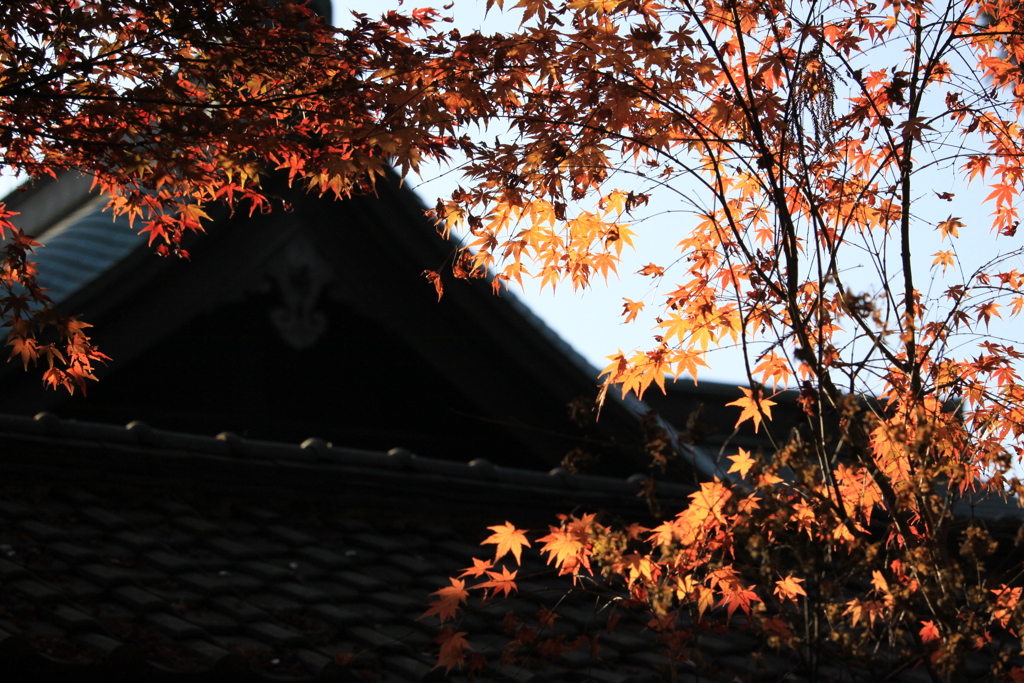 本土寺の紅葉