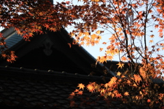 本土寺の紅葉