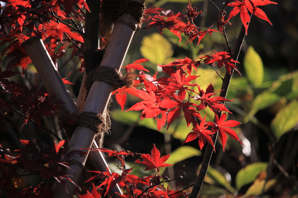 本土寺の紅葉