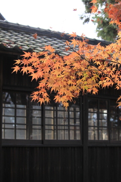 本土寺の紅葉