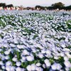 2022花見　フィルム写真