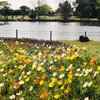 2022　花見　フィルム写真