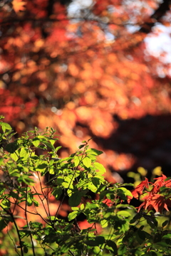 本土寺の紅葉