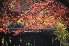 本土寺の紅葉