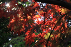 本土寺の紅葉
