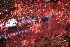 本土寺の紅葉