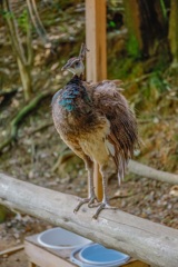 メス　孔雀