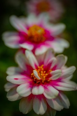 何の花？