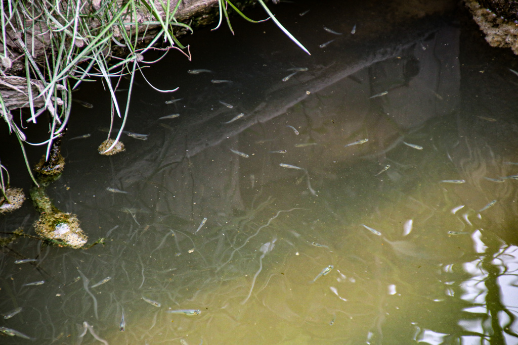 無くなりつつある自然