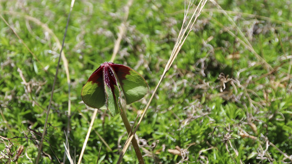 玄関先の花壇に生えた雑草？