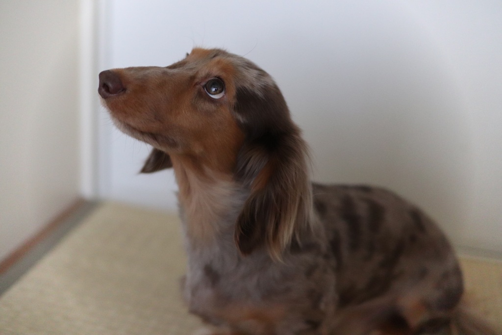 なんで上を見てるの？