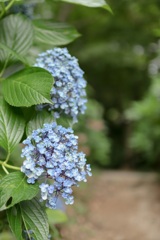 何の花？