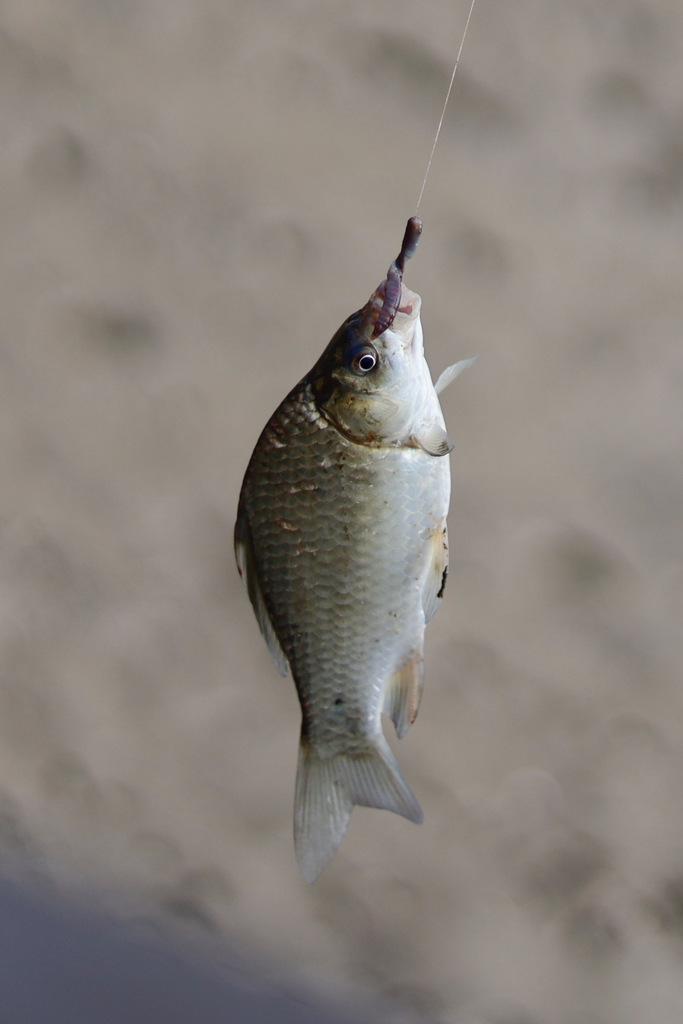 田舎ならではの釣りです