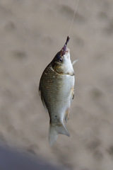 田舎ならではの釣りです