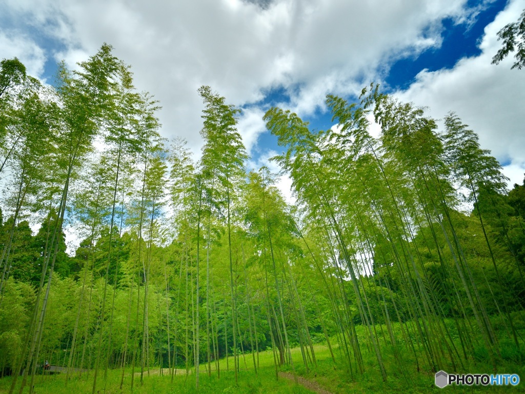 Green Green!