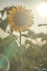 遠い記憶の中の夏