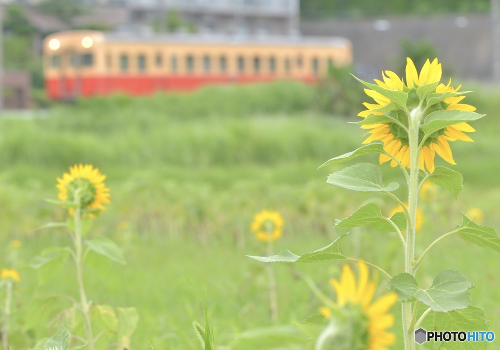 あれ見ろよっ！電車がきたぞっ！