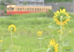 あれ見ろよっ！電車がきたぞっ！